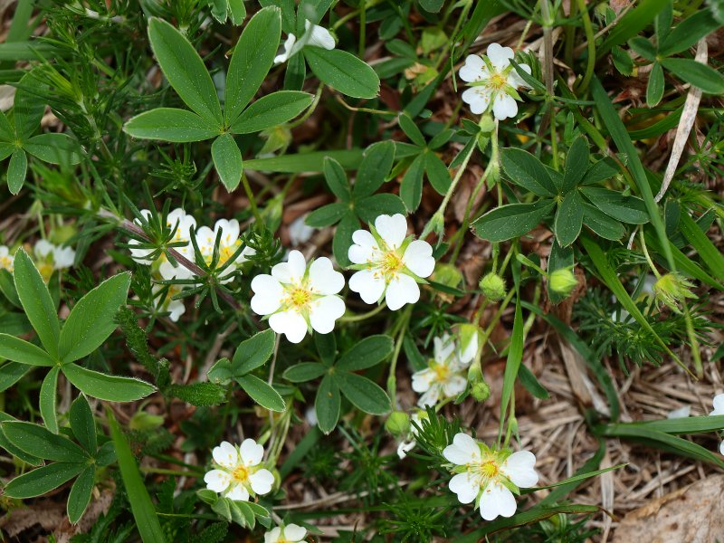 Potentilla alba e Primula veris subsp. suaveolens